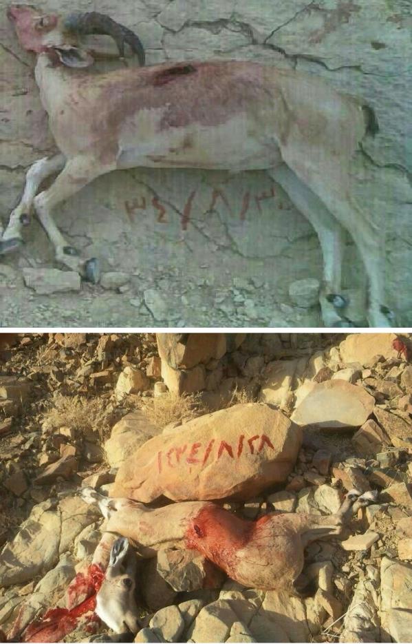 صور الحيونات