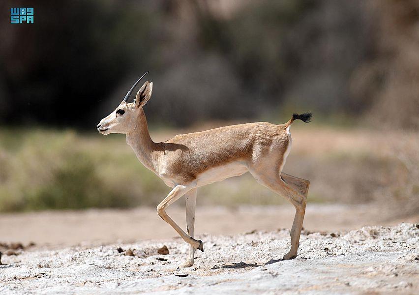 محمية شرعان بالعلا
