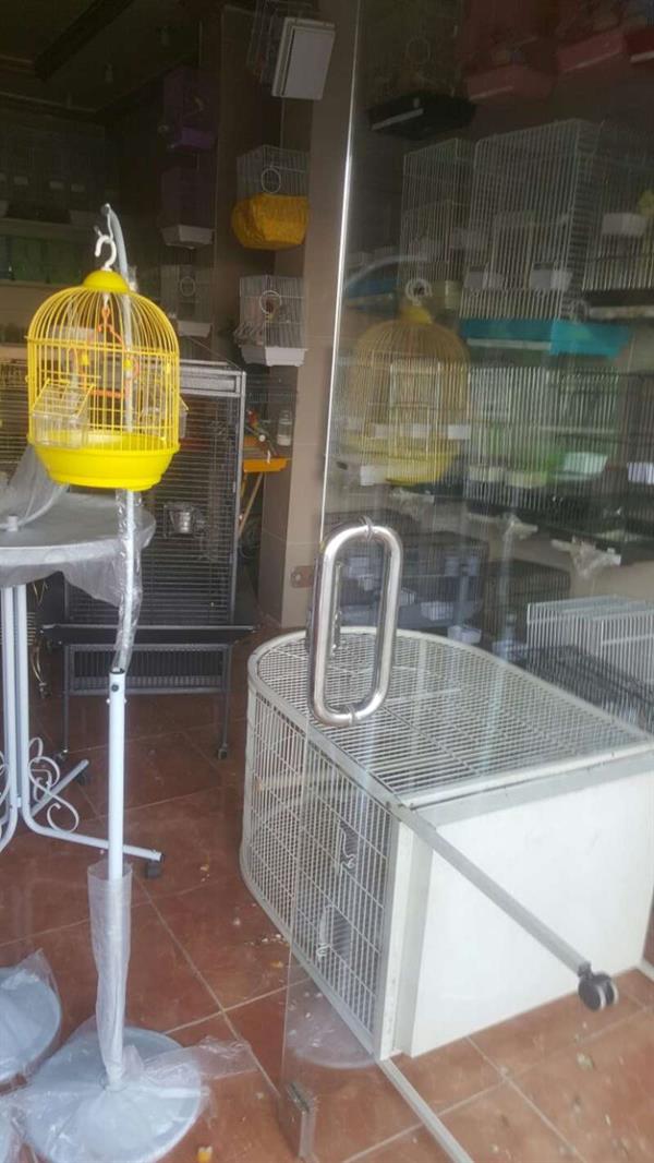 مجهولون يسرقون ببغاوات