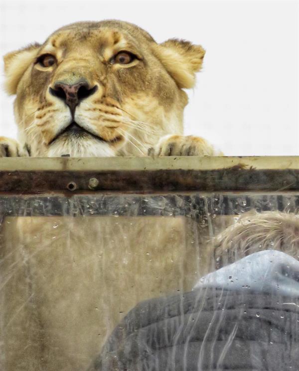 محميّة طبيعية في جنوب أفريقيا تضع زوارها في أقفاص زجاجية وسط الأسود البرية