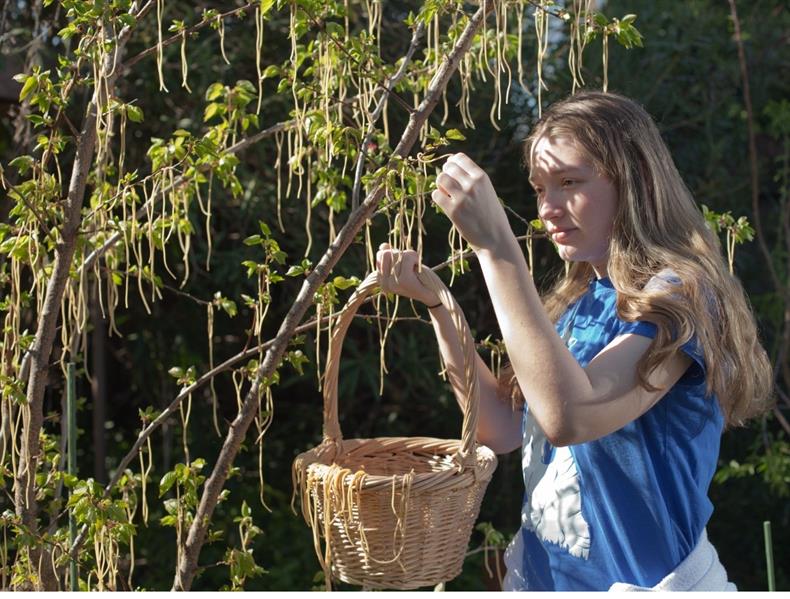 أشجار السباغيتي 