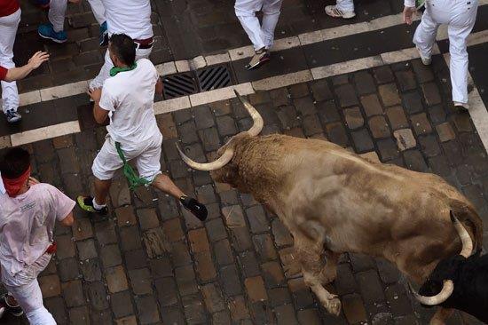 بالصور.. انطلاق مهرجان سان فيرمين للثيران في إسبانيا دون نطح