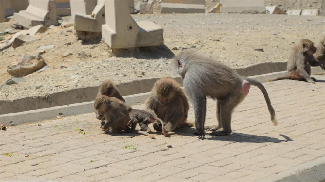 واقعة اعتداء قرود على مواطن بالباحة