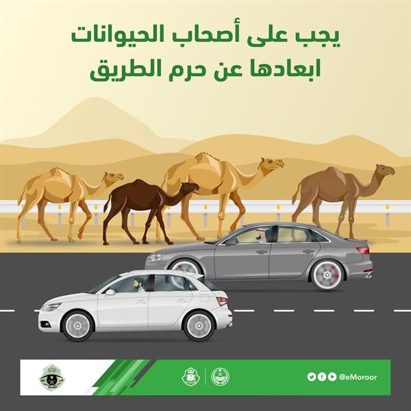 "المرور": إبعاد الحيوانات عن حرم الطريق من مسؤوليات مُلّاكها