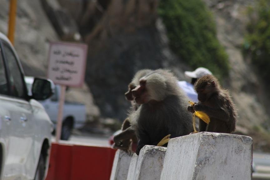 قرود البابون