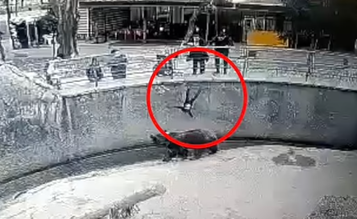 امرأة تلقي بطفلتها ذات الـ3 أعوام داخل حظيرة للدببة في حديقة حيوان بأوزبكستان