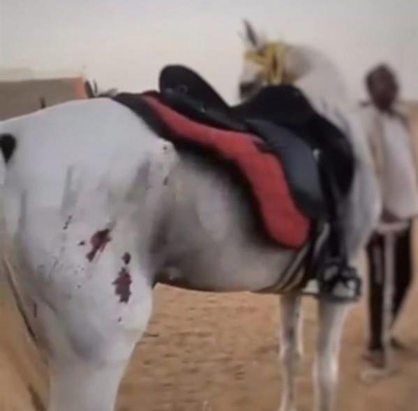 محامٍ يوضح العقوبة المتوقع تطبيقها بحق المُتهم بتعذيب خيل في جدة 