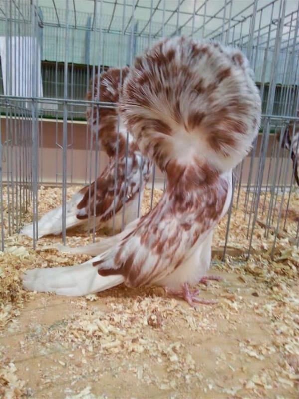 ملكة جمال الحمام في السعودية بسعر 55 ألفاً