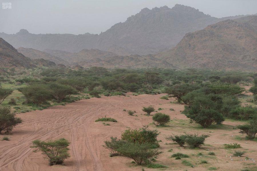 شاهد.. متنزهات بيشة الخضراء: تنوع طبيعي ومساحات خضراء تجذب الزائرين شاهد.. متنزهات بيشة الخضراء: تنوع طبيعي ومساحات خضراء تجذب الزائرين