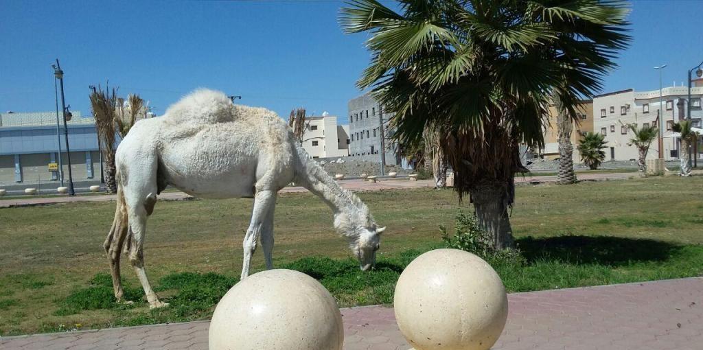 شاهد.. تحويل ممشى عام إلى مرعى للإبل.. بلدية خميس مشيط ترد وتكشف عن تهديد ملاكها مراقبي البلدية