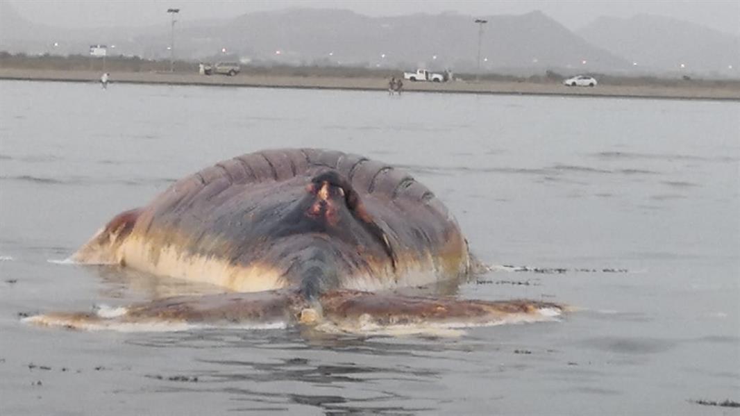 العثور على حيوان بحري ضخم نافق في شاطئ القحمة بعسير