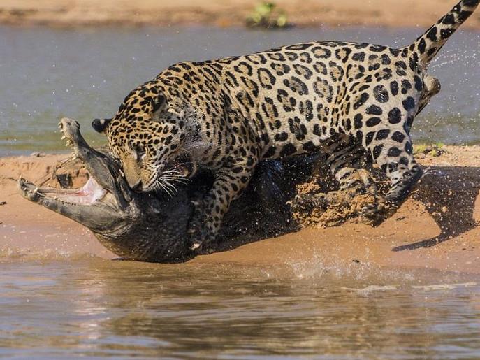 فهد يصطاد تمساح