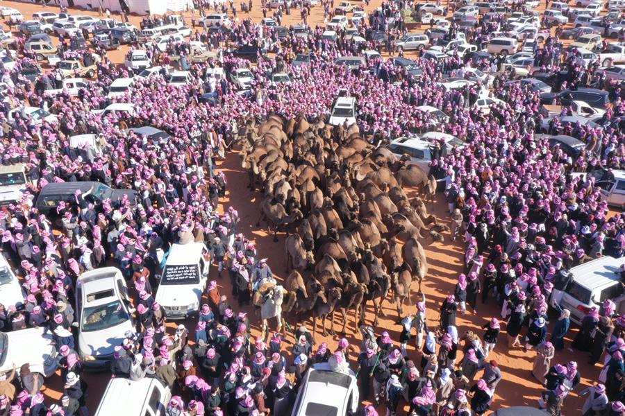حضور كبير واستثنائي في مهرجان الملك عبد العزيز للإبل