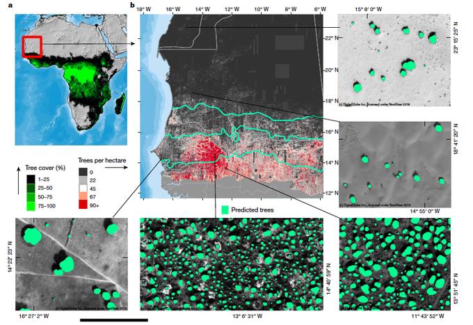 الاشجار الاشجار