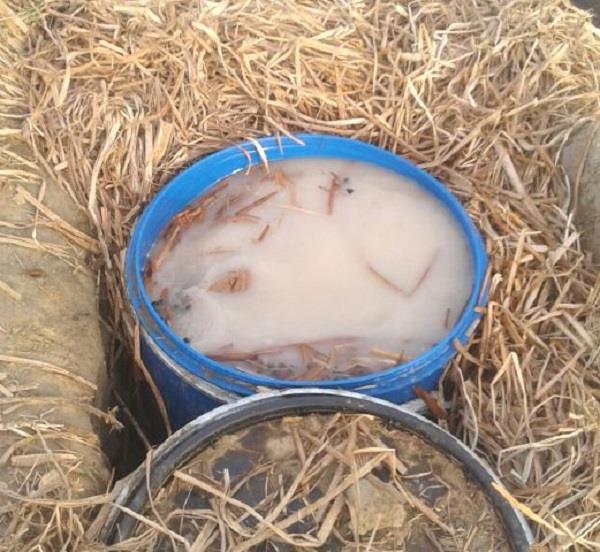 رأس ماعز في مداهمة لمصنع خمور بمحايل عسير ! رأس ماعز في مداهمة لمصنع خمور بمحايل عسير !