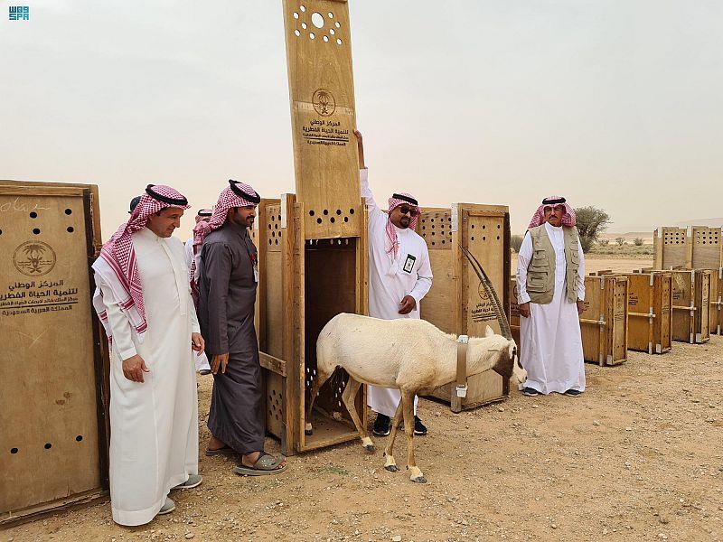 الحياة الفطرية" تطلق 50 كائناً فطرياً مهدداً بالانقراض