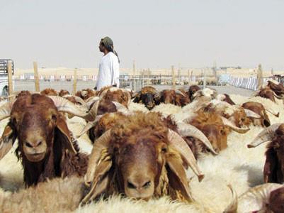 الاضاحي الاضاحي