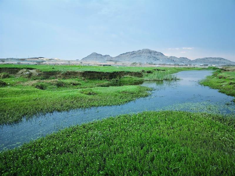 محافظة بارق