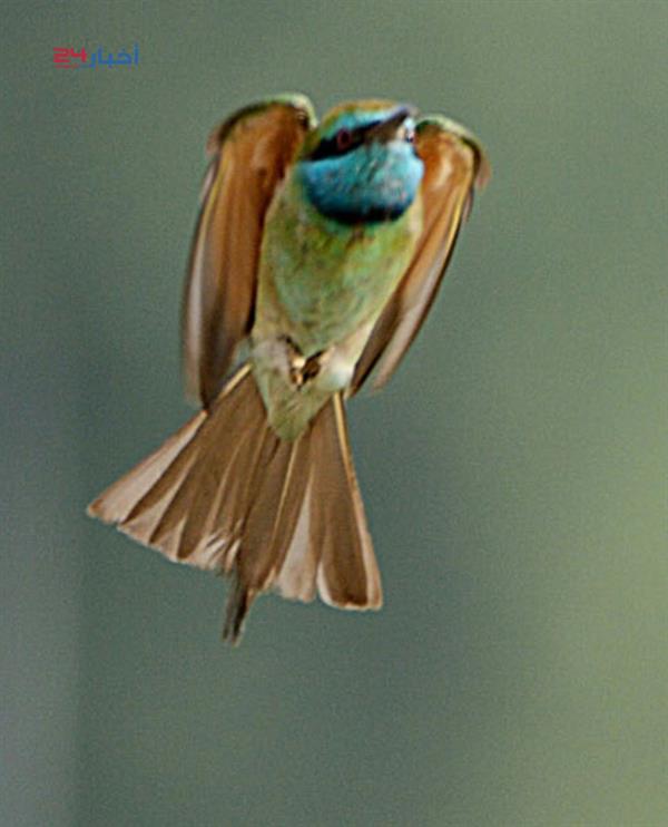 طيور نادرة تعيش في جازان وأنواع مهددة بالانقراض طيور نادرة تعيش في جازان وأنواع مهددة بالانقراض