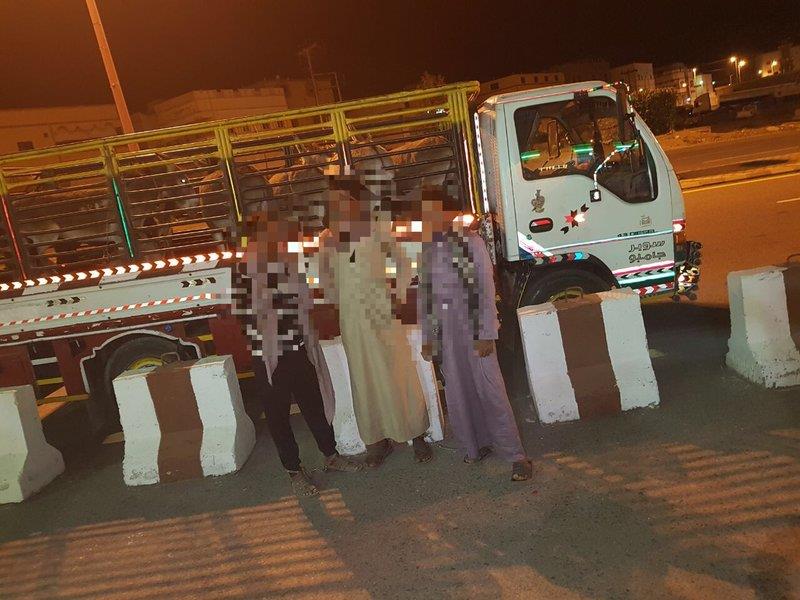 بالصور.. ضبط باكستاني تورط في نقل 3 مخالفين و 14 حماراً بـ