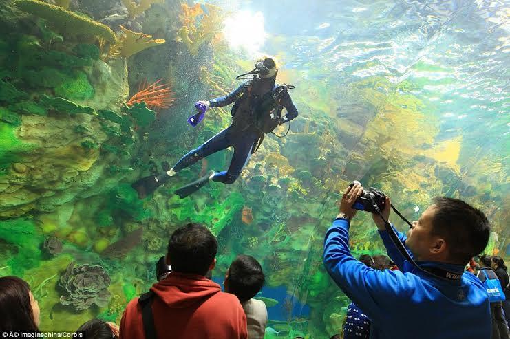 الصين تعرض أكبر حوض سمك في العالم 