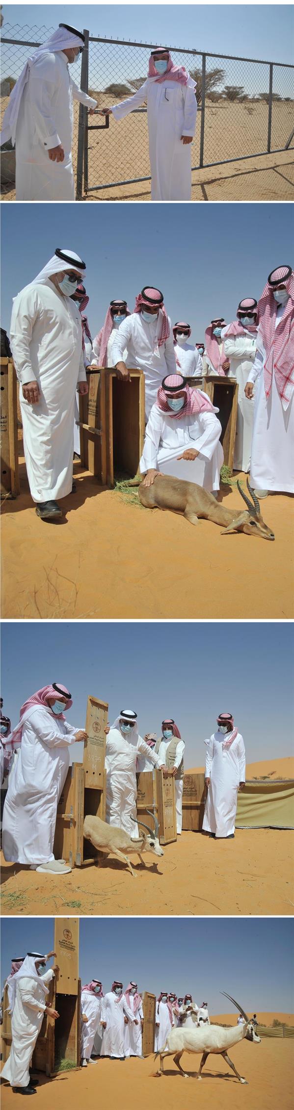 أمير منطقة نجران عدداً من الكائنات الفطرية في محمية عروق بني معارض