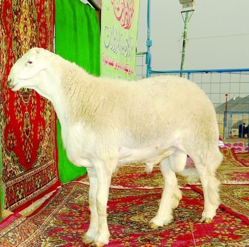 فحول الأغنام تنافس مزاين الإبل