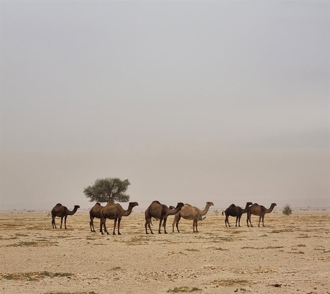 مرتدياً "الفروة".. سفير فرنسا: لا يوجد أجمل من ليلة شتوية في صحراء الرياض 