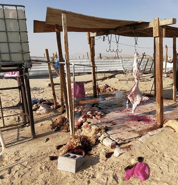 ضبط مواطنين ومقيمين يمارسون الذبح العشوائي تحت خطوط الضغط العالي بالدمام ضبط مواطنين ومقيمين يمارسون الذبح العشوائي تحت خطوط الضغط العالي بالدمام