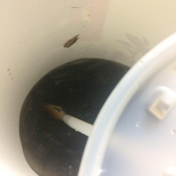 الصور الصور