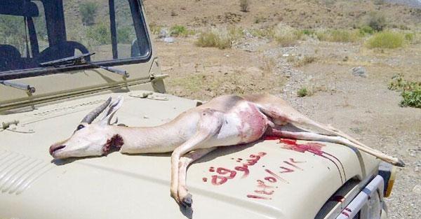 الغزال المقتول