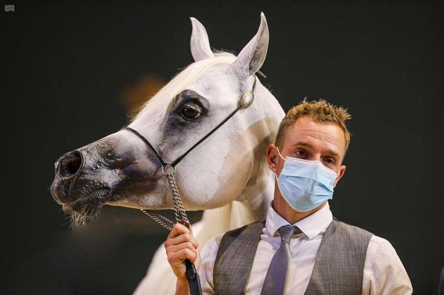 اختتام بطولة المملكة لجمال الخيل العربية الأصيلة (كحيلة)