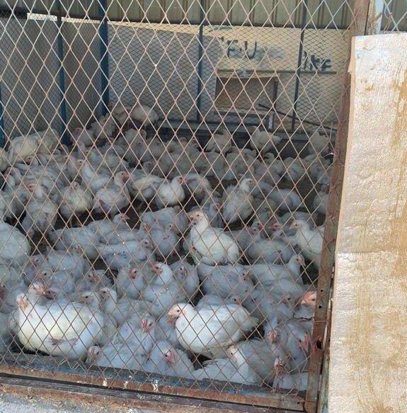 امانة الطايف