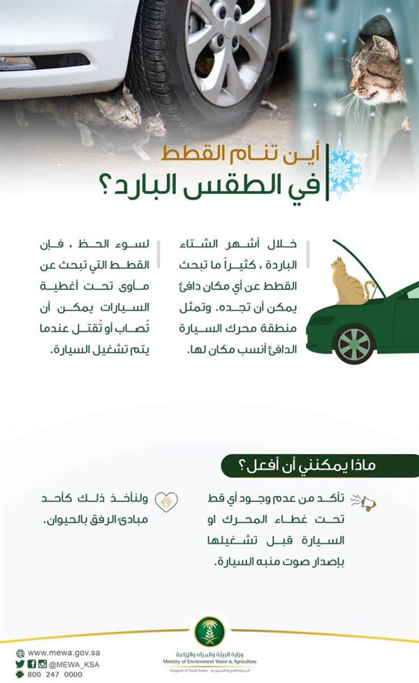 "البيئة" تنصح قائدي المركبات بالتأكد من عدم وجود قطط تحت محرك المركبة قبل تشغيلها 