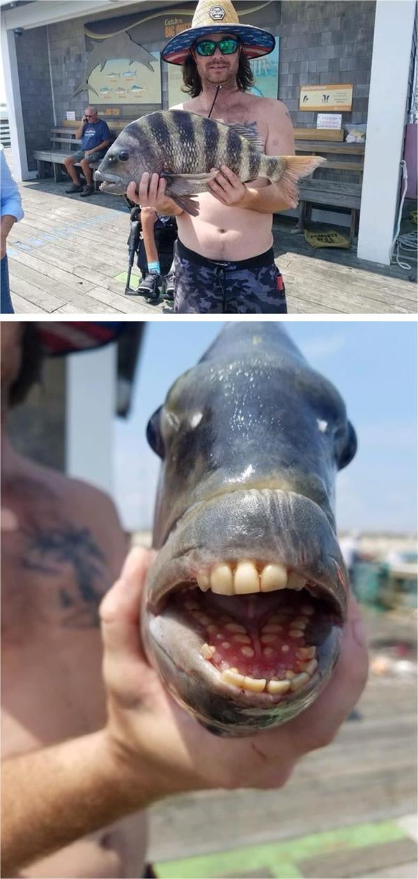 العثور على سمكة نادرة ذات «أسنان بشرية» 