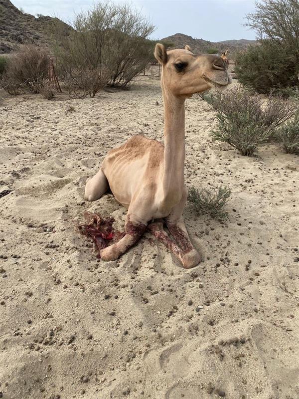 مجهول يقـتل 3 من الأبل رمياً بالرصاص في مكة.. والجهات الأمنية تباشر