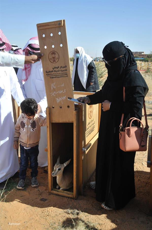 إطلاق عدد من ظباء الريم في منتزه مرات الوطني