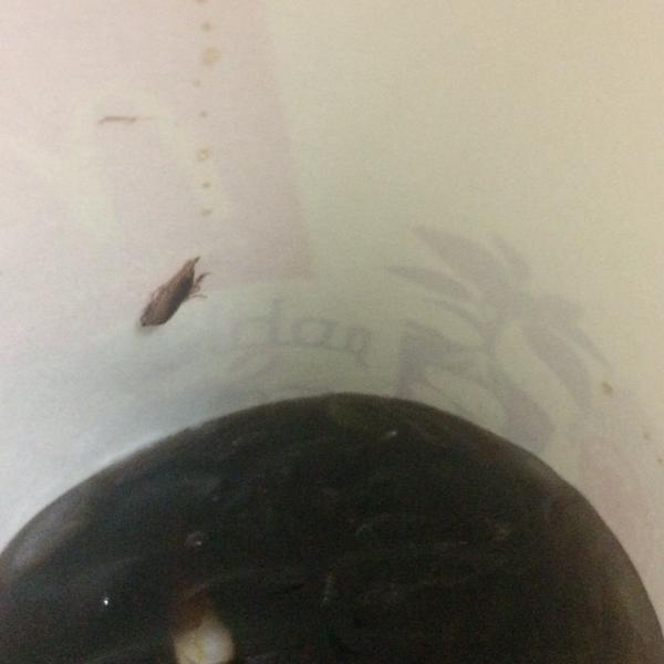 الصور الصور