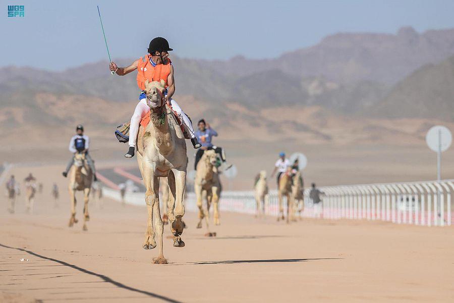 تحت رعاية سمو ولي العهد.. انطلاق منافسات كأس العلا للهجن تحت رعاية سمو ولي العهد.. انطلاق منافسات كأس العلا للهجن