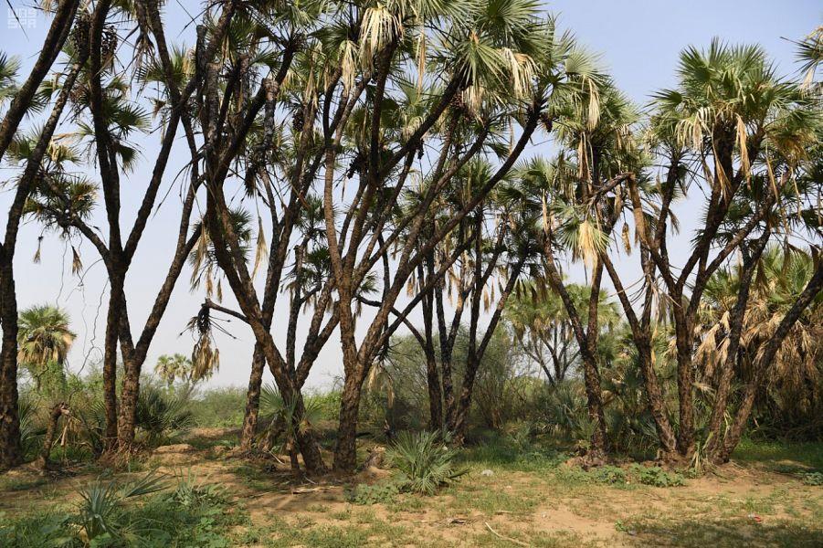 وادي شهدان وادي شهدان