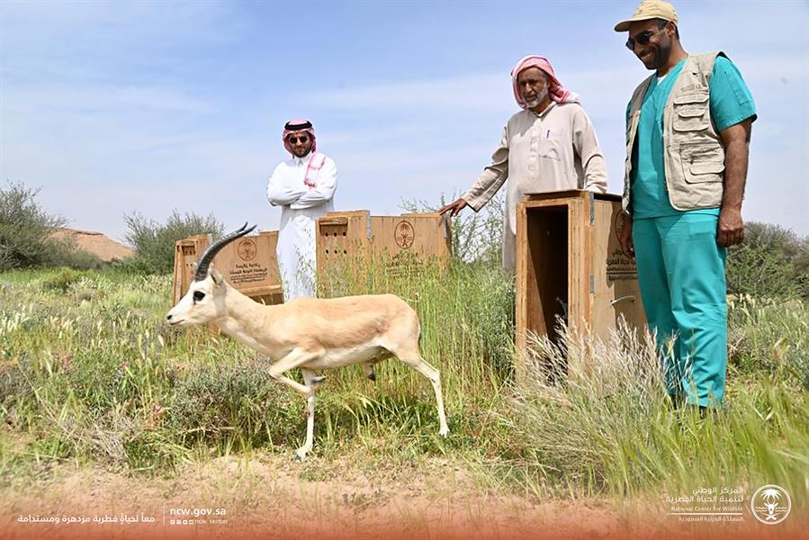 إطلاق عدد من ظباء الريم بمتنزه 