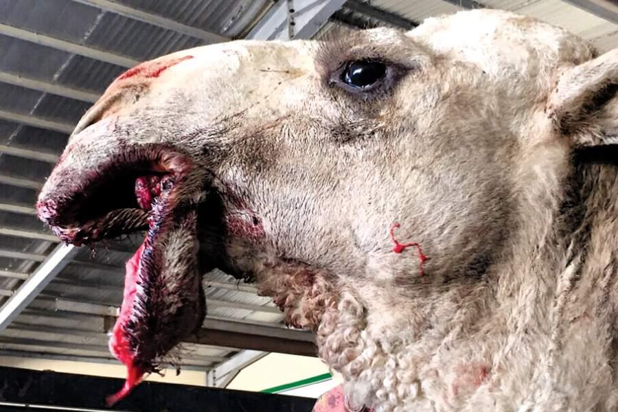 جراحة عاجلة لإصلاح براطم بعير قيمته مليونا ريال جراحة عاجلة لإصلاح براطم بعير قيمته مليونا ريال