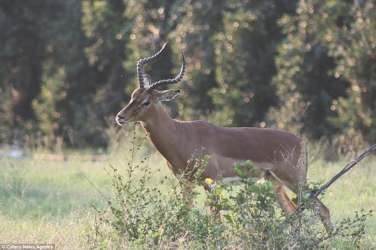 قطار فاخر يقدم رحلات سفاري