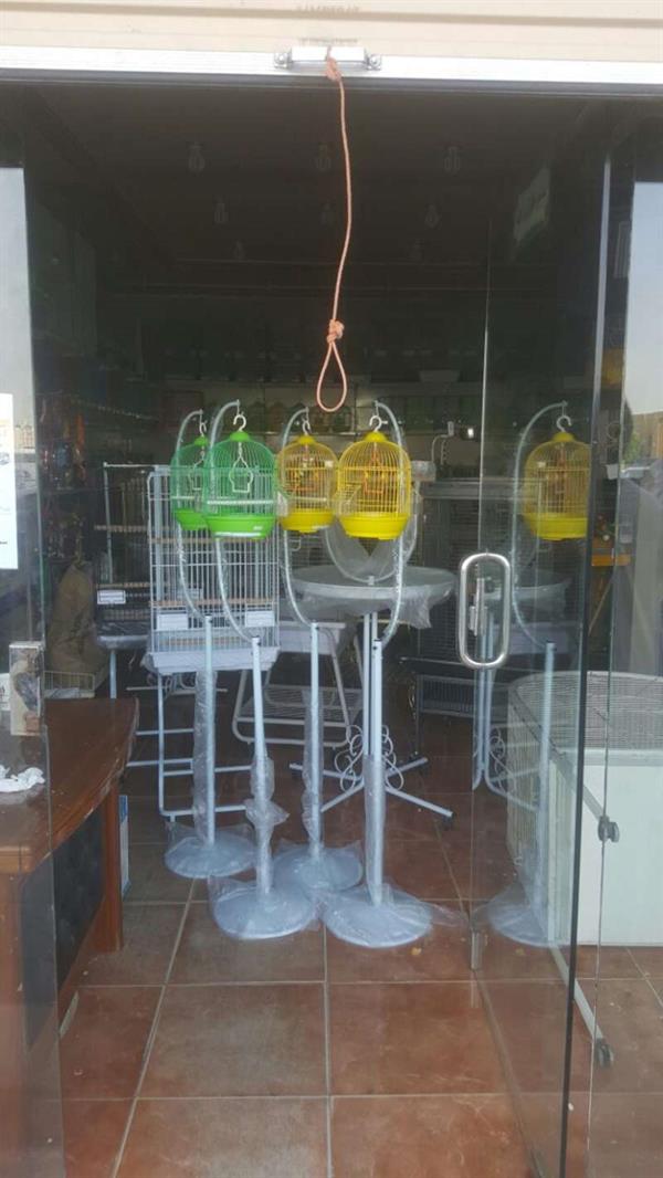 مجهولون يسرقون ببغاوات