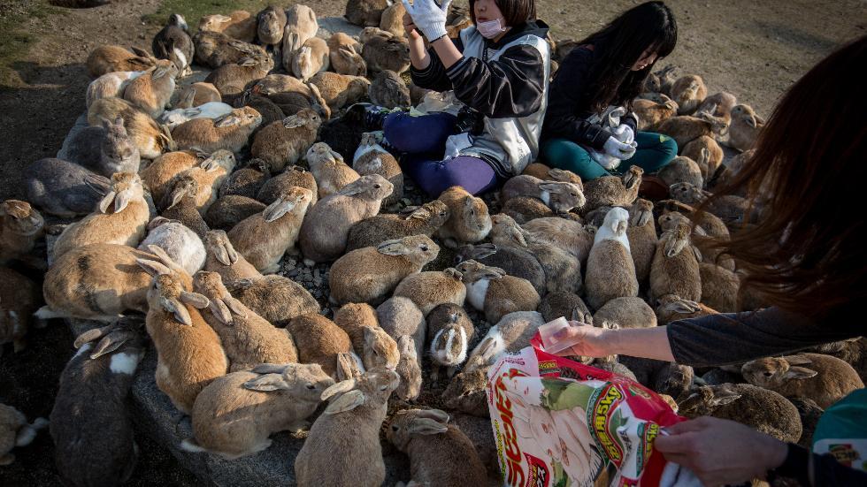جزيرة يابانية تتحول من مصنع سري للأسلحة الكيميائية إلى موطن لمئات الأرانب