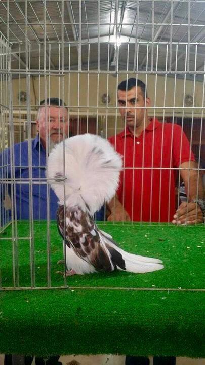 ملكة جمال الحمام في السعودية بسعر 55 ألفاً