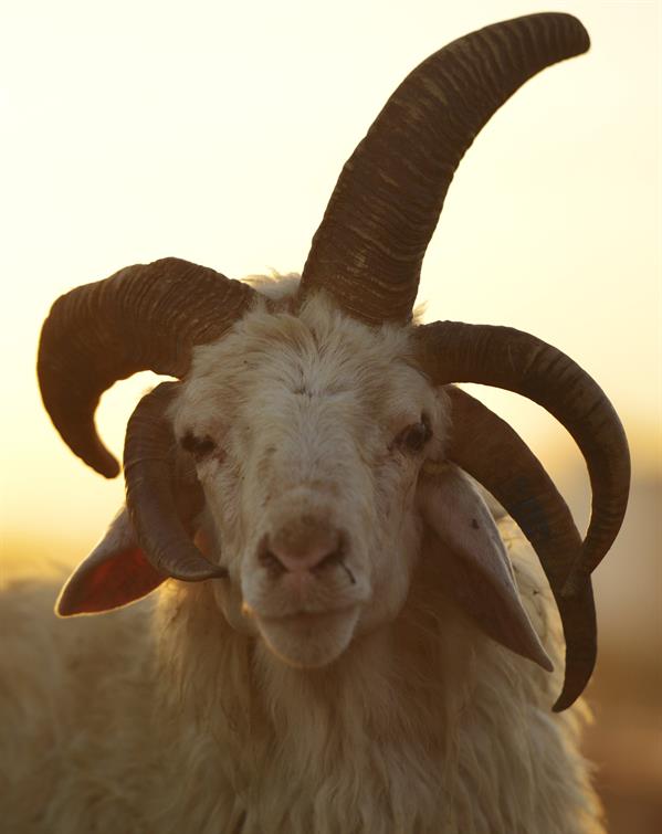 كبش بخمسة قرون في العراق