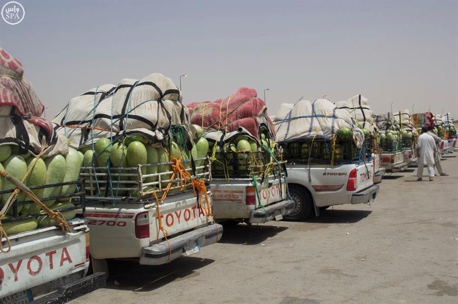 500 مركبة تنقل يوميًا حبحب وادي الدواسر للسوق 500 مركبة تنقل يوميًا حبحب وادي الدواسر للسوق