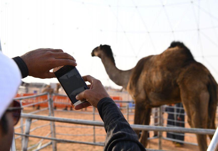 شاهد.. أطول ناقة في العالم تجذب الأنظار بمهرجان الملك عبدالعزيز.. وعرض شراء بـ300 ألف ريال شاهد.. أطول ناقة في العالم تجذب الأنظار بمهرجان الملك عبدالعزيز.. وعرض شراء بـ300 ألف ريال