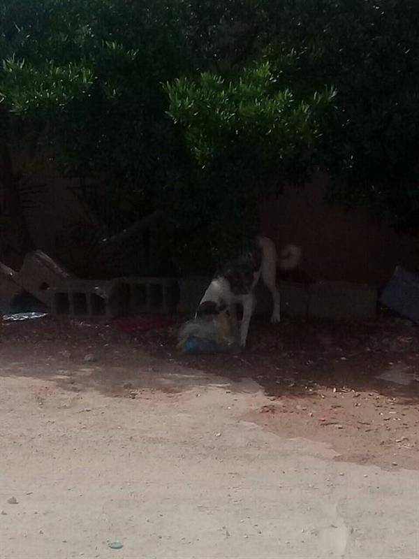 الصورة الصورة